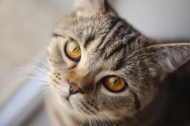 İskoç heteroseksüel kedi portresi