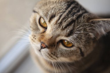 İskoç heteroseksüel kedi portresi