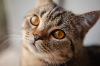 İskoç heteroseksüel kedi portresi