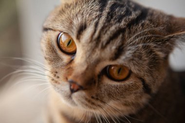 İskoç heteroseksüel kedi portresi