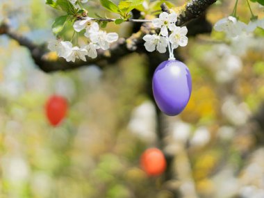 Mor Paskalya yumurtası çiçek açan ağaç dalından sarkan bulanık arka planda