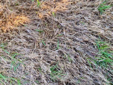 Kuru ot arka planı. Doğa geçmişi. Açık arkaplan.