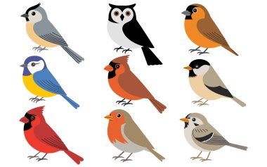 Beyaz arka planda duran dokuz renkli çizgi film kuşundan oluşan bir derleme. Her kuş mavi kuş, kırmızı kuş, kahverengi kuş, gri kuş, sarı kuş ve siyah baykuş dahil olmak üzere renk ve tür olarak farklıdır. Kuşlar basit ve düz bir şekilde resmedilir.