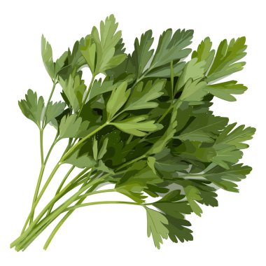 Bir demet taze maydanozun saplarıyla yakın çekim görüntüsü. Yapraklar canlı ve yapraklı, gölgede ince varyasyonlarla zengin yeşil bir renk sergiliyorlar. Sapları ince ve açık yeşildir. Doğal ve organik görünüş katar.