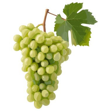 Büyük yeşil yapraklı kahverengi bir sapa bağlı yeşil üzüm kümesi. Üzümler canlı yeşil bir renkle tasvir edilmiş, parlak bir doku da tazeliği gösteriyor. Yaprağın parlak yeşil bir tonu, görünür damarları ve hafif tırtıklı kenarları vardır.