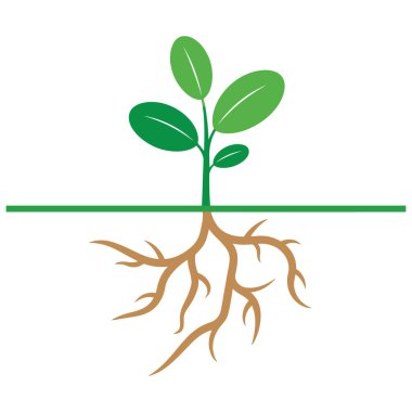 Basit bir vektör illüstrasyonu, toprak çizgisinin altında yaprakları ve görünür kök sistemi olan genç bir yeşil bitkiyi gösteriyor.