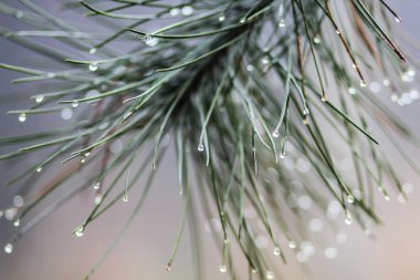 Çiy ile çam fışkın onun iğne falan batmazdı damla