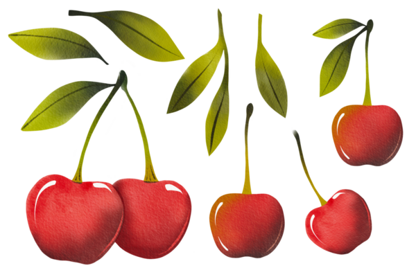 Elle çizilmiş taze olgun kirazlar ve yeşil yapraklar. Kırmızı çileklerin basit suluboya çizimi.