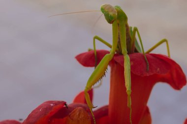 Yeşil Avrupalı peygamber devesi kırmızı bir çiçeğin arka planında poz veriyor ve gülümsüyor. İyi kalite fotoğraf