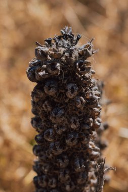 Girit dağlarındaki kurak çiçek, kırsal doğal çevredeki bitkilere yakın..