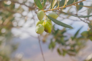 Akdeniz 'de güneş ışığı dalında yeşil zeytin kümesi olgunlaşan meyveler ve doğal kırsal manzaranın makro görüntüsü.