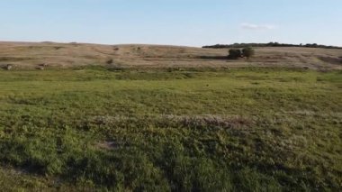 Ukrayna 'nın Mariupol yakınlarındaki manzaralı bozkır üzerinde uçan Büyük Beyaz Akbalıkçıl. Yüksek kaliteli FullHD görüntüler