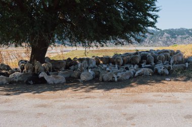 Koyun sürüsü, yaz sıcağında bir ağacın gölgesinde dinleniyor.