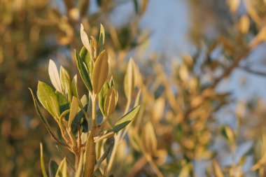 Taze yeşil yaprakları olan bir zeytin dalının yakın çekimi sert Akdeniz güneş ışığıyla güzelce aydınlatılıyor. Görüntü, organik gıda, sağlık ve seyahat temaları için ideal gümüş-yeşil dokuyu ve canlı doğal ışığı yakalıyor.