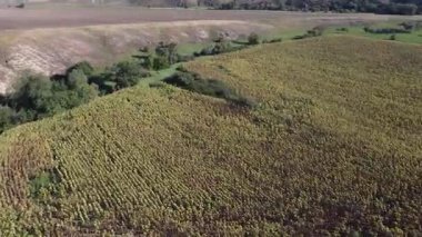 Ukrayna bozkırlarındaki ağaçlarla ve yuvarlanan tepelerle çevrili olgun ayçiçeklerinden oluşan bir tarımın insansız hava aracı görüntüleri. Yüksek kaliteli FullHD görüntüler