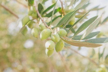 Akdeniz 'de güneş ışığı dalında yeşil zeytin kümesi olgunlaşan meyveler ve doğal kırsal manzaranın makro görüntüsü.