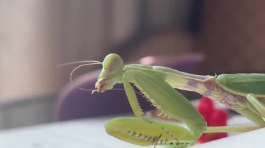 Büyük yeşil bir peygamberdevesinin, antenini titizlikle ön ayaklarıyla temizlerken çekilmiş video görüntüleri. Yüksek kalite 4k görüntü