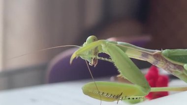 Vahşi bir peygamber devesi tımarının büyüleyici makro görüntüsü. Hassas duygularını parlak bir yüzeyde temizlemek için ön bacaklarını kullanıyor. Yüksek kalite 4k görüntü