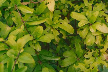 Parlak yeşil yapraklı detaylı bir doğa geçmişi. Görüntü, böceklerin bıraktığı temiz, dairesel kesikleri vurguluyor. Botanik ve organik bahçe temaları için mükemmel.