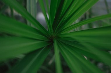 Cyperus Alternifolius şemsiye palmiyesinin yemyeşil ve radyal simetriyi vurgulayan detaylı, yüksek kontrastlı bir görüntüsü. Taze, organik bir arka plan kadar mükemmel.