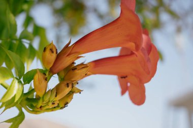 Canlı tropikal sarmaşık çiçeği, yakın plan, zengin pembe ya da mor yaprakları gösteriyor. Görüntü, çiçeğin çarpıcı rengini ve dokusunu yakalar. Doğa, seyahat ve ılık iklimler için mükemmeldir.