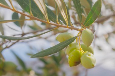 Akdeniz 'de güneş ışığı dalında yeşil zeytin kümesi olgunlaşan meyveler ve doğal kırsal manzaranın makro görüntüsü.