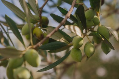 Akdeniz 'de güneş ışığı dalında yeşil zeytin kümesi olgunlaşan meyveler ve doğal kırsal manzaranın makro görüntüsü.