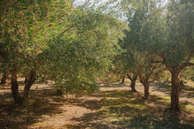 Bu görüntü, sakin ve kaliteli bir üretimi çağrıştırıyor. Güney Avrupa 'ya odaklanan organik gıda, gurme ürünleri veya seyahat ve yaşam tarzı içeriğini desteklemek için ideal
