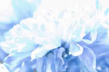 Yumuşak odaklı taç yaprakları olan havadar mavi çiçekli soyut bir arka plan, narin, açık bir doku yaratıyor. Bu temiz, sakin görüntü zarif tasarım, sağlık markalaşması ve ince arka planlar için mükemmeldir.