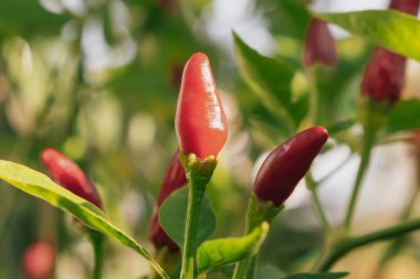 Kapalı alanda canlı mahsul: bir saksı kırmızı biber bitkisi ve bol miktarda küçük, parlak kırmızı meyveler. Renkli dekorasyon mutfak tasarımı, bahçe blogları ve yeni mutfak kavramları için idealdir.