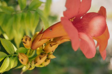 Canlı tropikal sarmaşık çiçeği, yakın plan, zengin pembe ya da mor yaprakları gösteriyor. Görüntü, çiçeğin çarpıcı rengini ve dokusunu yakalar. Doğa, seyahat ve ılık iklimler için mükemmeldir.