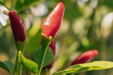 Süslü botanik: yapraklı bir bitkide yetişen minik, sivri biberlerin karmaşık detayları. Bu makro görünüm türlerin dokusunu, yetiştirilmesini ve yoğun, üretken kalitesini vurgular.