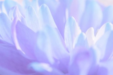 Bulanık kasımpatı yaprakları olan yumuşak leylak çiçekli, soyut bir arkaplan. Yumuşak bir doku yaratıyor. Bu dingin açık renkli görüntü zarif tasarımlar, kadınsı markalar ve ince arkaplanlar için idealdir.