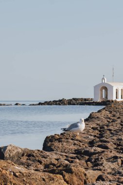 Agios Nikolaos Georgioupolis Kilisesi Yunanistan 'ın Girit kentindeki kayalık yolu gösteren martı anı ve denize bakan yalnız kuş.