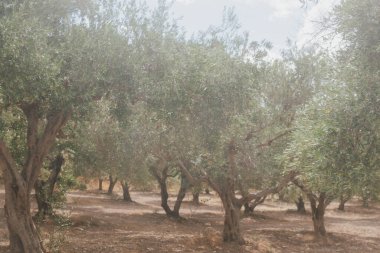 Hasattan önce olgunlaşan zeytin ağaçlarıyla dolu Girit tarlaları, yeşillik, geleneksel tarım ve kırsal yaşam tarzıyla otantik Akdeniz kırsalları.