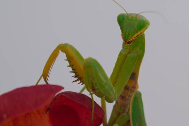 Yeşil Avrupalı peygamber devesi kırmızı bir çiçeğin arka planında poz veriyor ve gülümsüyor. İyi kalite fotoğraf