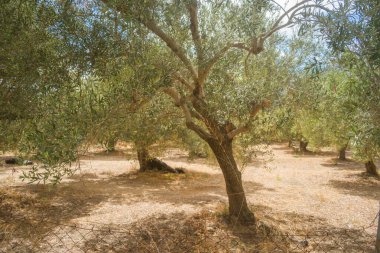 Hasat mevsiminden önce Girit 'teki zeytin tarlaları, güneş ışığı altında ağaçlar, tarlalar ve kırsal manzaralı Akdeniz tarım manzarası.