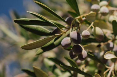 Bu resim reklam, aşçılık blogları ve Akdeniz yaşam tarzına odaklı seyahat içeriği için uygundur, doğal malzemelerin ve sonbahar sezonunun vurgulanması