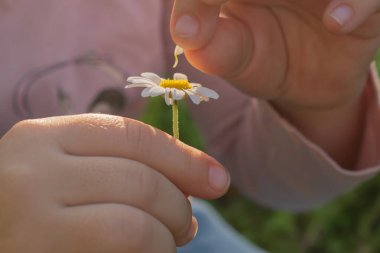 Macro hareketi: parmaklar dikkatlice papatya çiçeğinden tek bir beyaz yaprak koparır. Dokunsal süreci, narin bitki yapısını ve deri dokusunun kontrastını vurgulamak..