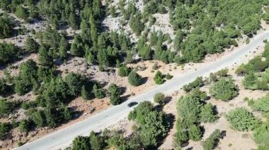 Macera sürüşü: Ormanın içinden uzak bir dağ yolundan geçen tek bir arabanın insansız hava aracı görüntüsü. Uzun manzaralı bir yolculukta özgürlük, yalnızlık ve keşif hissi uyandırır.