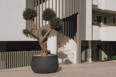 Toptancı zarafet saksısı zeytin ağacı resmi peyzaj tasarımı için küresel şekillerde budanmış. Bu görsel, heykel yeşilliği, üst düzey avluları ve sofistike Akdeniz mimarisini vurgular.
