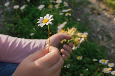 Doğal hazine: bulanık bir tarlaya karşı bir çocuğun elinden tutulan mükemmel papatya. Çiçeklerin yapısını ve çevreyle olan organik bağlantısını vurgulayan bir makro portre.