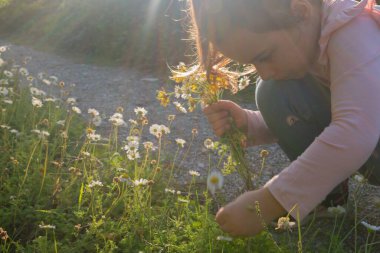 Altın saat ışığı: bir buket papatya toplayan çocuk, güneşli bir yaz çiçek tarlasında. Sıcak, nostaljik ve huzurlu bir atmosfer yakalıyorum..