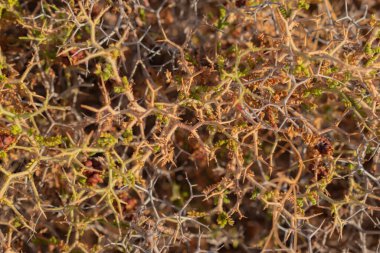 Kuru dikenli çöl bitkisinin soyut doğal arkaplan dokusu kaotik keskin desen oluşturuyor. Grafik tasarımı ve çevre konsepti için kurak arazi arkaplanı