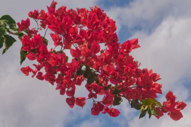 Fotoğraf, çiçeklerin dokusunu ve detaylarını vurguluyor. Doğal güzelliğe odaklı bahçe blogları, ev dekorasyonu ve ürün ambalajı için uygun
