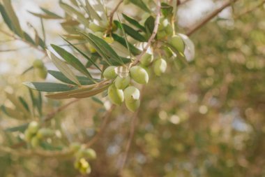 Dallardaki zeytin rengi açık yeşilden pembeye, olgun olmayan hasat Akdeniz 'deki doğal pastel ışığı altında güneşli havada..