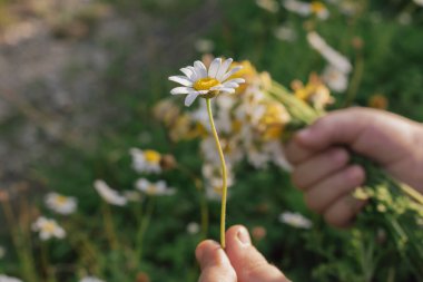 Childs 'ın elleri narin bir papatya çiçeğini nazikçe tutuyor: doğayla hassas etkileşim. Küçük el ve kırılgan gövde ve taç yaprakları arasındaki zıtlığı vurgulamak.