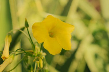 Akdeniz bahçesinde istilacı sarı Oxalis pes-Caprae kır çiçeği. Bermuda çiçekleri sıradan tarım otları gibidir. Bahar tarlasında ekşi çimenler çiçek açıyor. Çevresel ve botanik kavram.