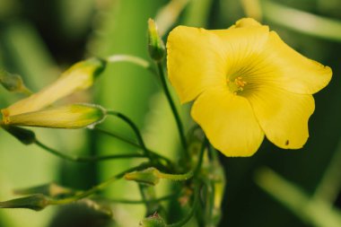 Akdeniz bahçesinde istilacı sarı Oxalis pes-Caprae kır çiçeği. Bermuda çiçekleri sıradan tarım otları gibidir. Bahar tarlasında ekşi çimenler çiçek açıyor. Çevresel ve botanik kavram.