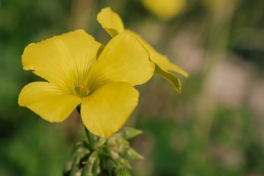 Akdeniz bahçesinde istilacı sarı Oxalis pes-Caprae kır çiçeği. Bermuda çiçekleri sıradan tarım otları gibidir. Bahar tarlasında ekşi çimenler çiçek açıyor. Çevresel ve botanik kavram.
